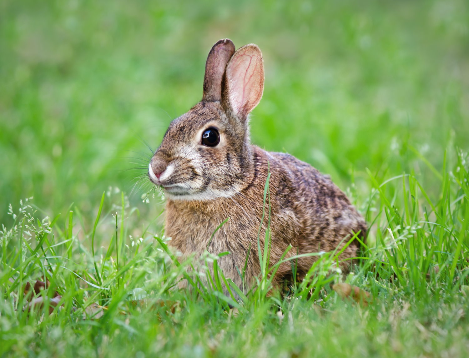 Bin ich dazu bereit, Kaninchen als Haustiere zu halten